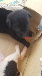 Mac  - Mixed Breed Dog