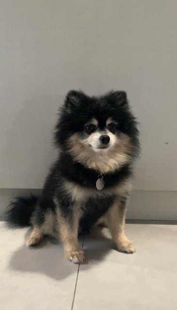 Dark Dark - Pomeranian Dog