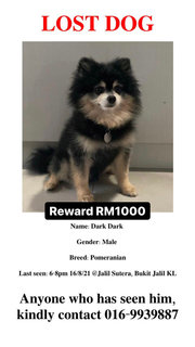 Dark Dark - Pomeranian Dog