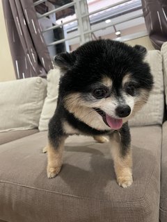 Dark Dark - Pomeranian Dog