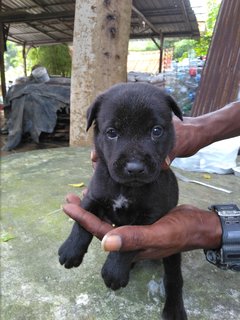 Skip - Mixed Breed Dog