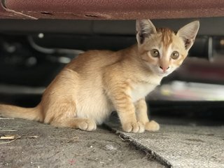 Ginger T”ales  - Domestic Short Hair Cat