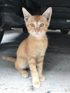 Ginger T”ales  - Domestic Short Hair Cat