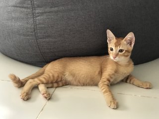 Ginger T”ales  - Domestic Short Hair Cat