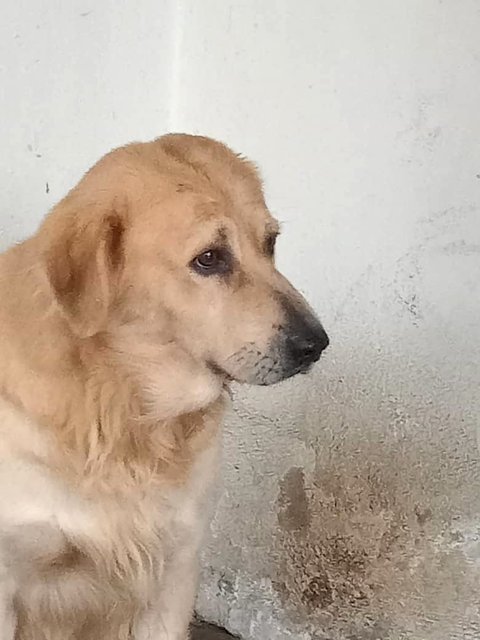 Lolo - Golden Retriever Mix Dog