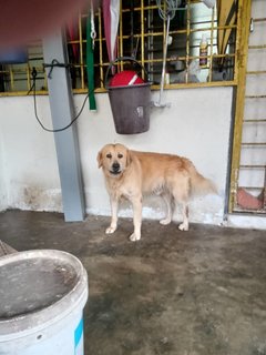 Lolo - Golden Retriever Mix Dog