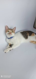 Tadpole/guppy - Domestic Short Hair Cat