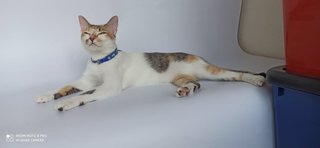 Tadpole/guppy - Domestic Short Hair Cat