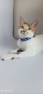 Tadpole/guppy - Domestic Short Hair Cat