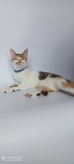 Tadpole/guppy - Domestic Short Hair Cat