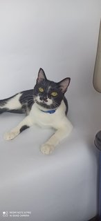 Tadpole/guppy - Domestic Short Hair Cat