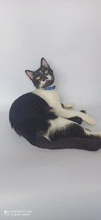 Tadpole/guppy - Domestic Short Hair Cat