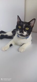 Tadpole/guppy - Domestic Short Hair Cat