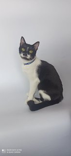 Tadpole/guppy - Domestic Short Hair Cat