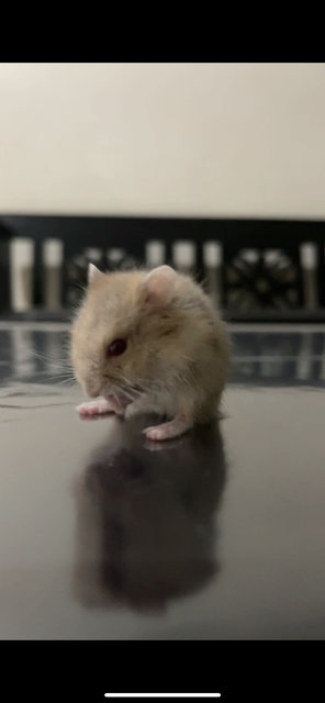 Sharingan - Short Dwarf Hamster Hamster