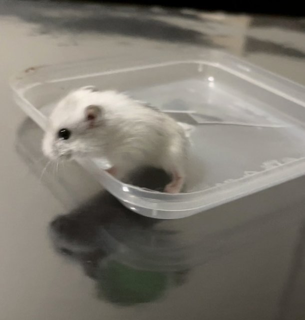 Lily - Short Dwarf Hamster Hamster