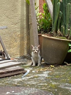 Kittens For Adoption (Free) - Domestic Short Hair Cat