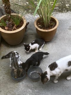 Kittens For Adoption (Free) - Domestic Short Hair Cat