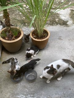 Kittens For Adoption (Free) - Domestic Short Hair Cat