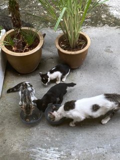 Kittens For Adoption (Free) - Domestic Short Hair Cat