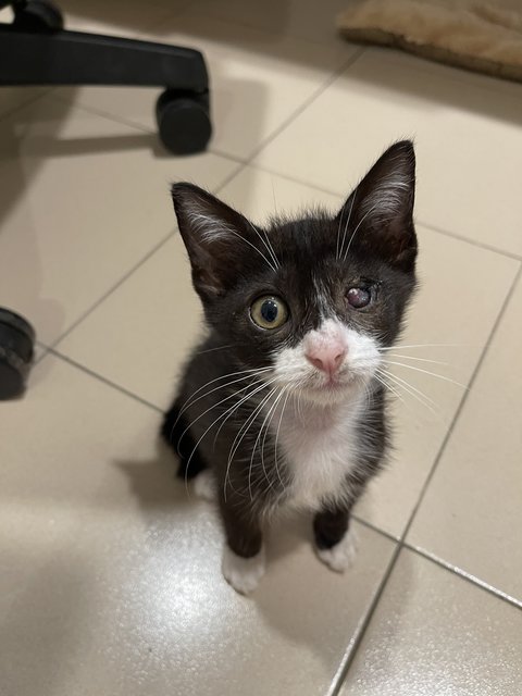 Mad Eye Moody - Domestic Short Hair Cat