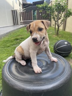 Spice Girl 3  - Mixed Breed Dog