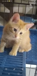 7weeks Ginger  - Domestic Short Hair Cat