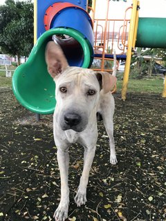 Bobby The Shar Pei Mixed Bull - Shar Pei + Bull Terrier Dog