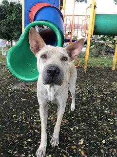 Bobby The Shar Pei Mixed Bull - Shar Pei + Bull Terrier Dog