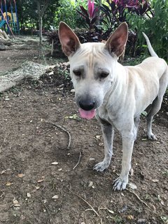 Bobby The Shar Pei Mixed Bull - Shar Pei + Bull Terrier Dog