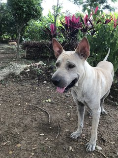 Bobby The Shar Pei Mixed Bull - Shar Pei + Bull Terrier Dog