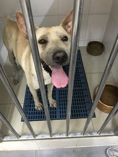 Bobby The Shar Pei Mixed Bull - Shar Pei + Bull Terrier Dog