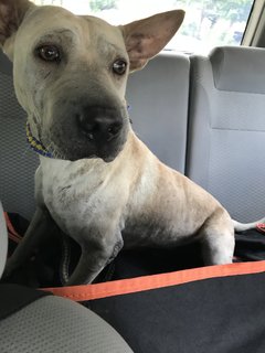 Bobby The Shar Pei Mixed Bull - Shar Pei + Bull Terrier Dog