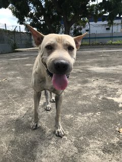 Bobby The Shar Pei Mixed Bull - Shar Pei + Bull Terrier Dog