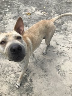 Bobby The Shar Pei Mixed Bull - Shar Pei + Bull Terrier Dog