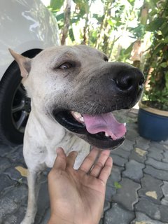 Bobby The Shar Pei Mixed Bull - Shar Pei + Bull Terrier Dog