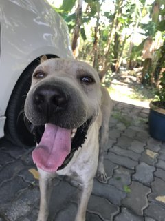 Bobby The Shar Pei Mixed Bull - Shar Pei + Bull Terrier Dog