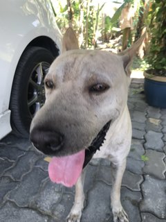 Bobby The Shar Pei Mixed Bull - Shar Pei + Bull Terrier Dog