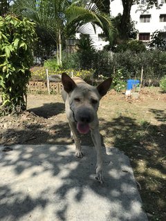 Bobby The Shar Pei Mixed Bull - Shar Pei + Bull Terrier Dog