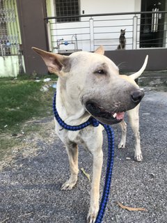 Bobby The Shar Pei Mixed Bull - Shar Pei + Bull Terrier Dog