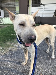 Bobby The Shar Pei Mixed Bull - Shar Pei + Bull Terrier Dog