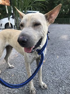 Bobby The Shar Pei Mixed Bull - Shar Pei + Bull Terrier Dog