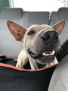 Bobby The Shar Pei Mixed Bull - Shar Pei + Bull Terrier Dog