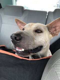 Bobby The Shar Pei Mixed Bull - Shar Pei + Bull Terrier Dog