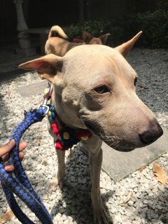 Bobby The Shar Pei Mixed Bull - Shar Pei + Bull Terrier Dog