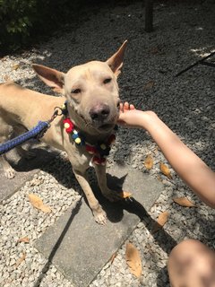 Bobby The Shar Pei Mixed Bull - Shar Pei + Bull Terrier Dog