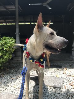 Bobby The Shar Pei Mixed Bull - Shar Pei + Bull Terrier Dog