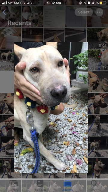 Bobby The Shar Pei Mixed Bull - Shar Pei + Bull Terrier Dog