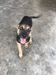 Toffee The Lil Cutie  - Mixed Breed Dog