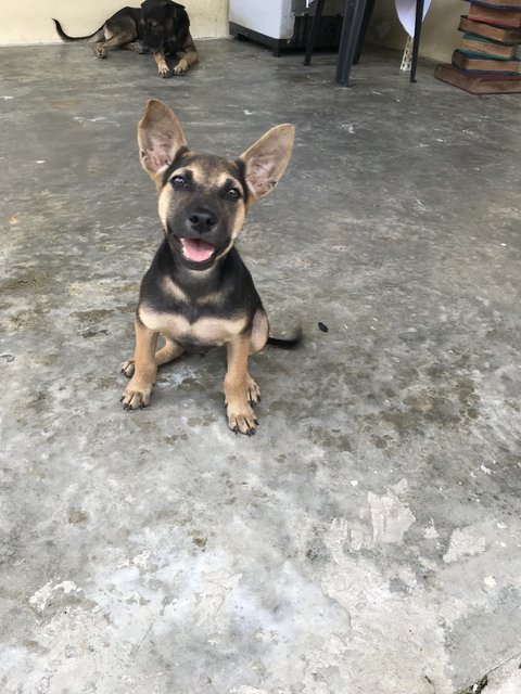 Toffee The Lil Cutie  - Mixed Breed Dog